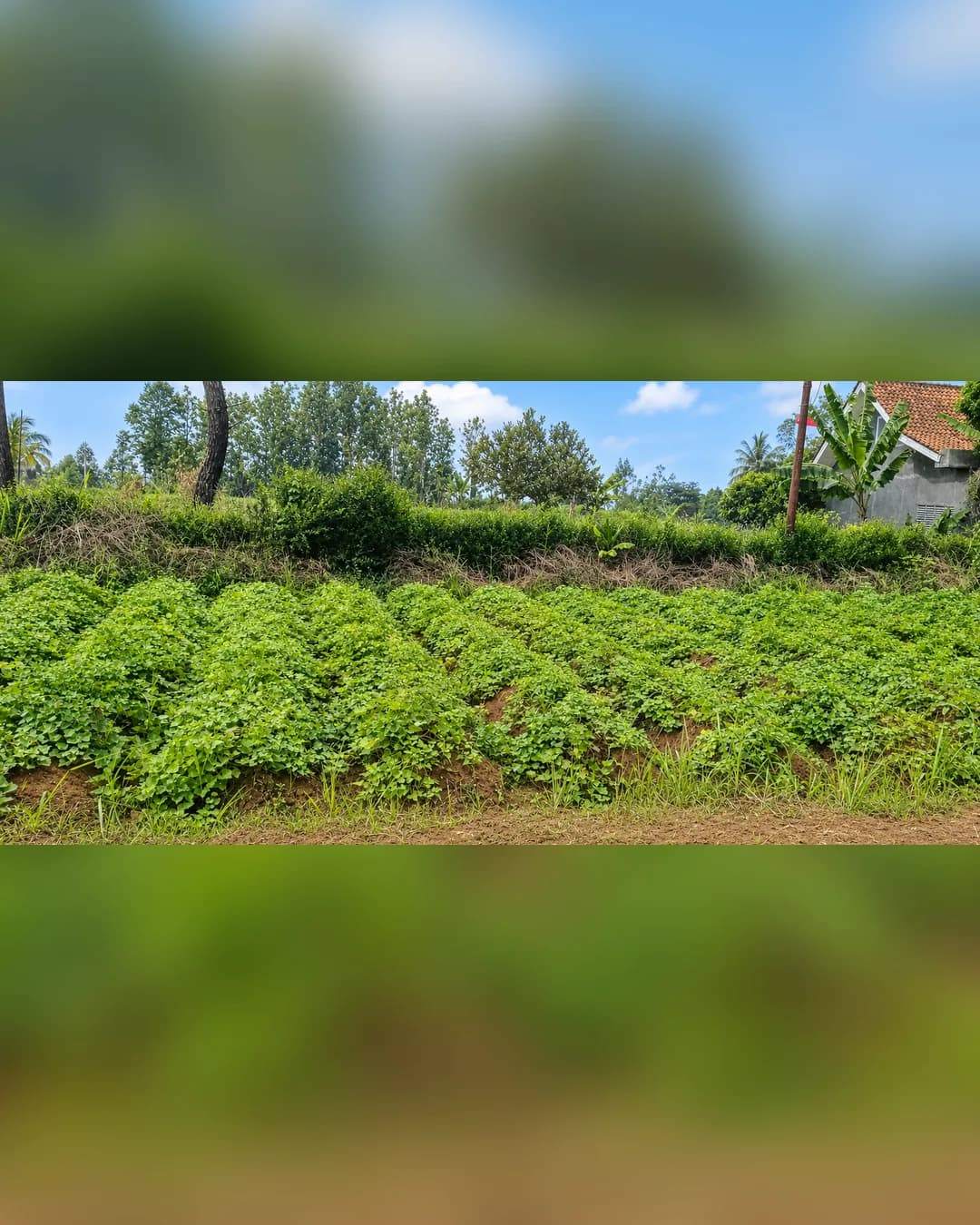 Tanah Dijual di Ciampea